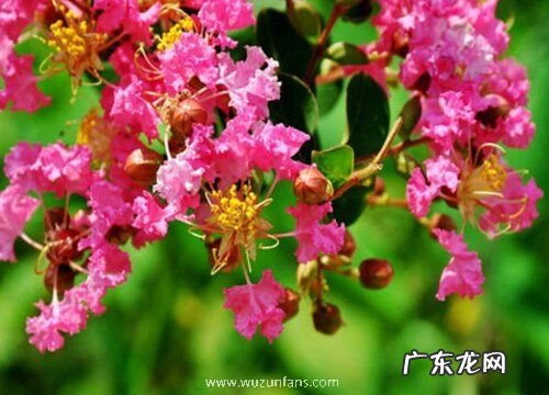 紫薇树什么品种最好