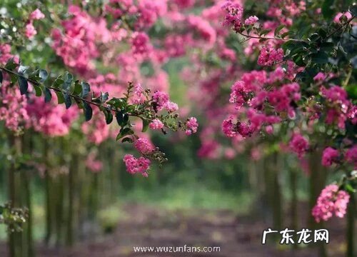 紫薇树什么品种最好