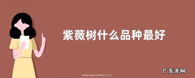 紫薇树什么品种最好