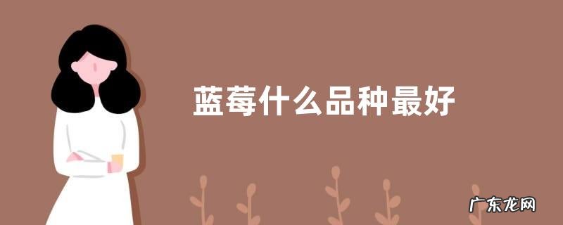 蓝莓什么品种最好