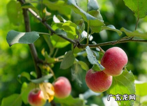 湖南可以种山楂树吗