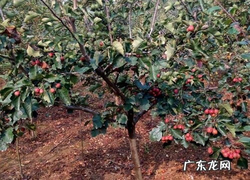 湖南可以种山楂树吗