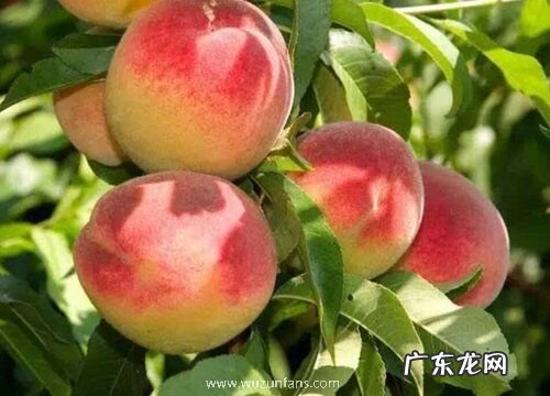 晚熟桃子什么品种最好