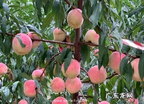 晚熟桃子什么品种最好