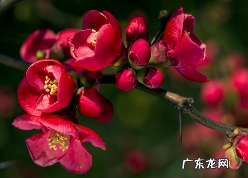 海棠什么品种最好