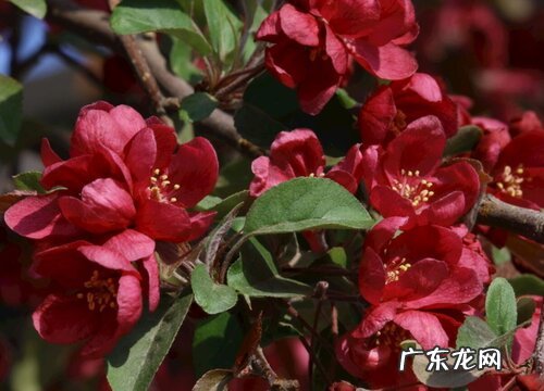 海棠什么品种最好