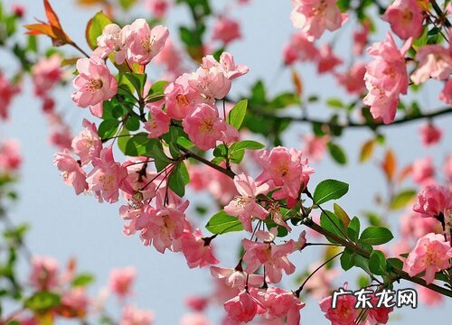 海棠什么品种最好