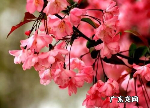 海棠什么品种最好