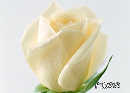 玫瑰花什么品种最好