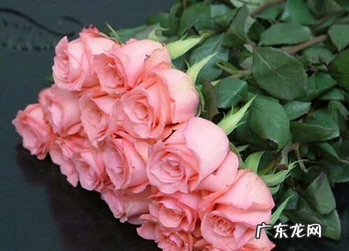 玫瑰花什么品种最好