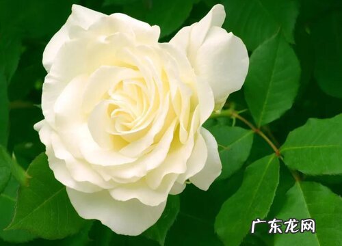 玫瑰花什么品种最好