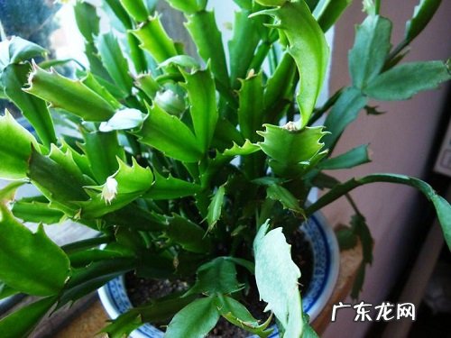 蟹爪兰夏天怎么养护 夏季养殖方法