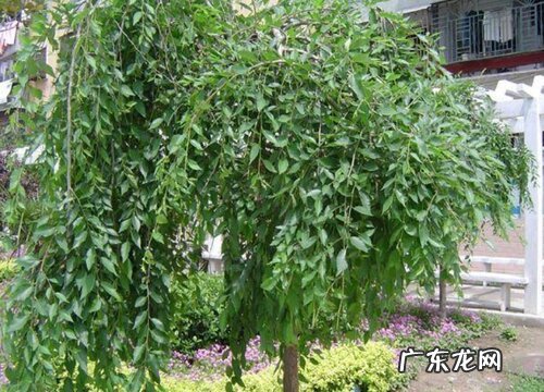 榆树什么品种最好