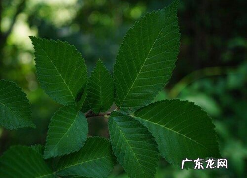 榆树什么品种最好