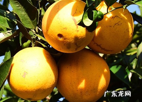 脐橙什么品种最好
