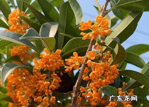 九里香什么品种最好