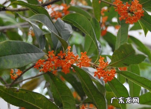 九里香什么品种最好