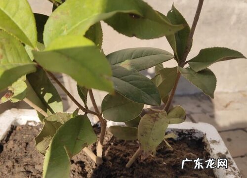 九里香什么品种最好