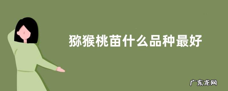 猕猴桃苗什么品种最好