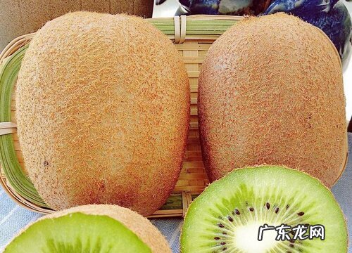 猕猴桃苗什么品种最好