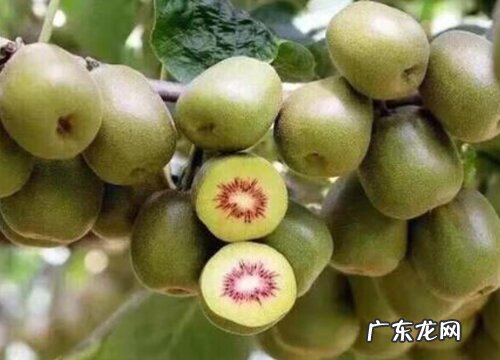 猕猴桃苗什么品种最好