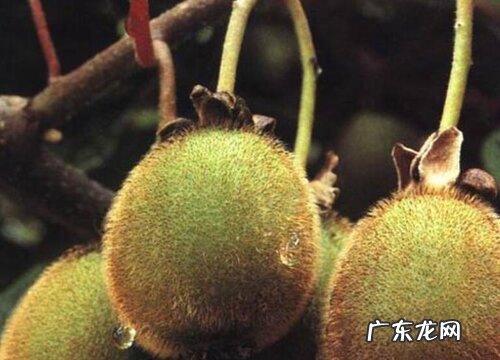 猕猴桃苗什么品种最好