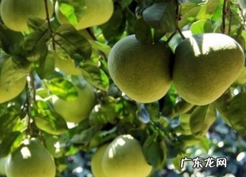 柚子苗什么品种最好