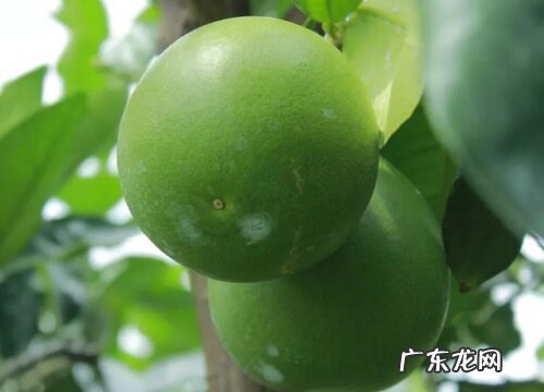 柚子苗什么品种最好