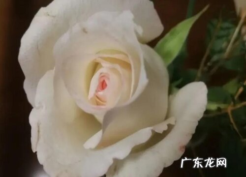 白玫瑰什么品种最好