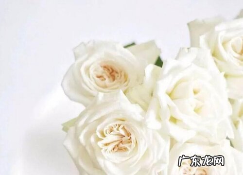 白玫瑰什么品种最好