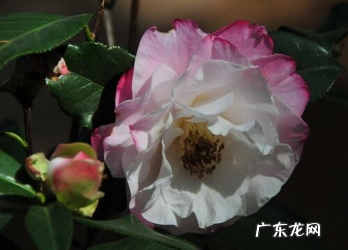 白玫瑰什么品种最好