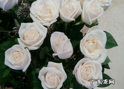 白玫瑰什么品种最好