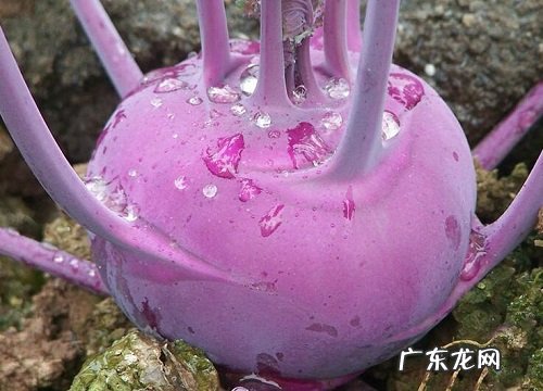 紫甘蓝冬天会冻死吗