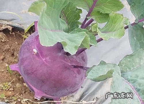 紫甘蓝冬天会冻死吗