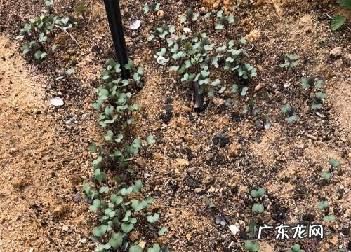 紫甘蓝冬天会冻死吗