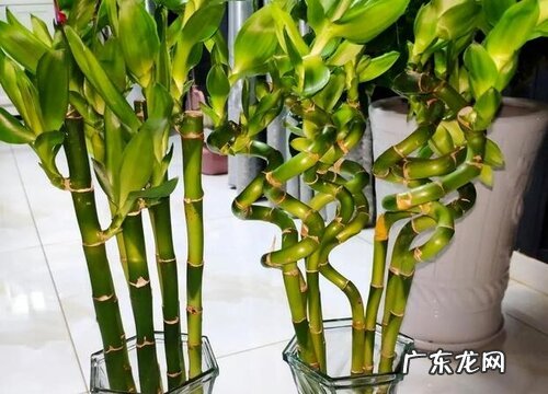 转运竹的寓意和象征风水