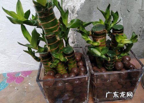 转运竹的寓意和象征风水