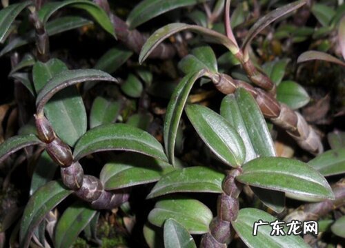 石斛什么品种最好