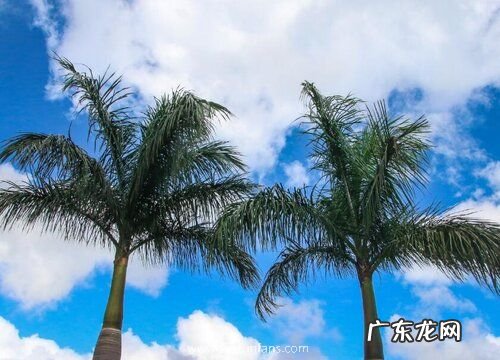 椰子树生长在什么地方