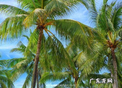 椰子树生长在什么地方