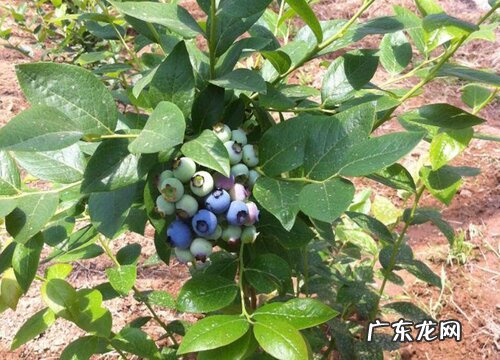蓝莓树什么品种最好