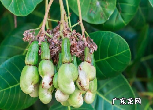 腰果生长在什么地方