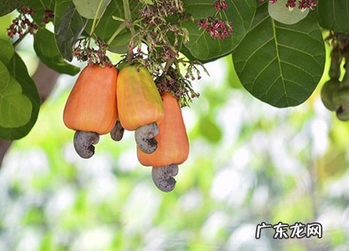 腰果生长在什么地方