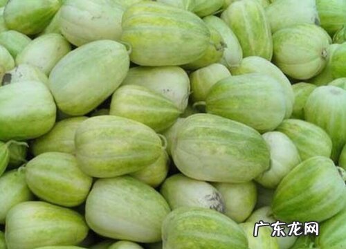 香瓜什么品种最好