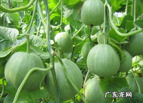 香瓜什么品种最好