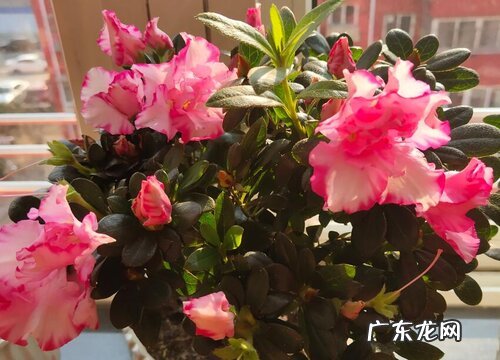 杜鹃花催花时间和方法