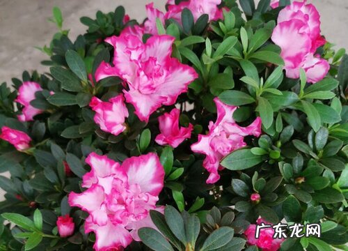 杜鹃花催花时间和方法
