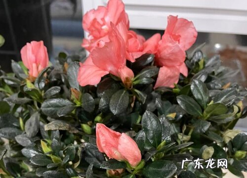 杜鹃花催花时间和方法
