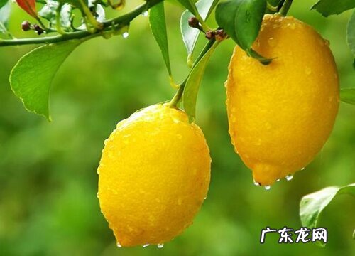柠檬几月份开花结果