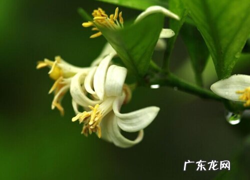 柠檬几月份开花结果